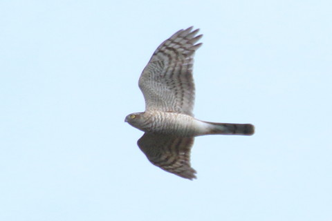 トリミング 2015/11月 TAMRONsp70-300+7D2 焦点距離300mm F8 ss1/800 ISO125 Case3