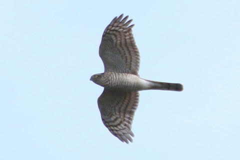 トリミング 2015/11月 TAMRONsp70-300+7D2 焦点距離300mm F8 ss1/800 ISO125 Case3