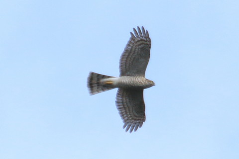 トリミング 2015/11月 TAMRONsp70-300+7D2 焦点距離300mm F8 ss1/800 ISO160 Case3