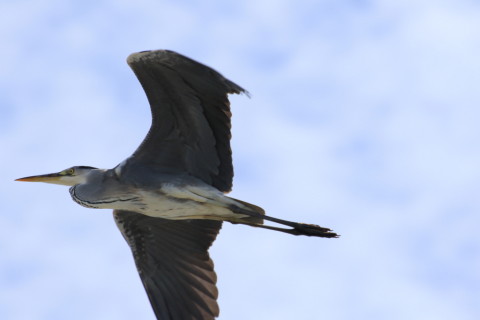 2015/11月 TAMRONsp70-300+7D2 焦点距離300mm F8 ss1/1000 ISO160 Case1