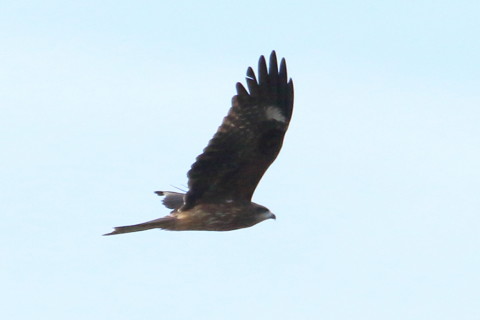 トリミング 2015/11月 TAMRONsp70-300+7D2 焦点距離300mm F8 ss1/2000 ISO400 Case1