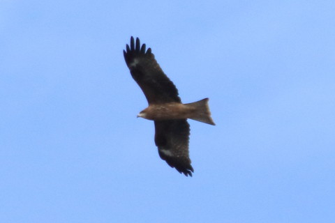 トリミング 2015/11月 TAMRONsp70-300+7D2 焦点距離300mm F8 ss1/2000 ISO500 Case1