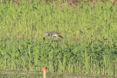 トリミング 2015/11月 TAMRONsp70-300+7D2 焦点距離300mm F8 ss1/1250 ISO500