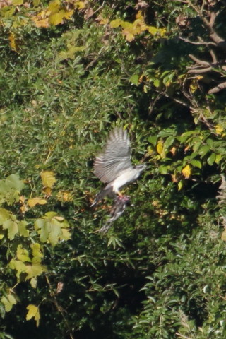 トリミング 2015/11月 TAMRONsp70-300+7D2 焦点距離300mm F8 ss1/1250 ISO800 Case5