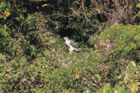 トリミング 2015/11月 TAMRONsp70-300+7D2 焦点距離300mm F8 ss1/1000 ISO500