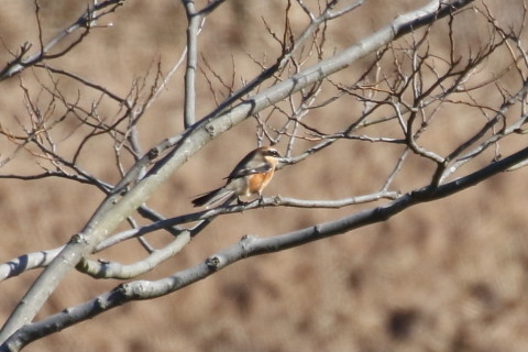 トリミング 2015/11月 TAMRONsp70-300+7D2 焦点距離300mm F8 ss1/1000 ISO500