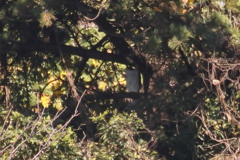 トリミング 2015/11月 TAMRONsp70-300+7D2 焦点距離300mm F8 ss1/1250 ISO500