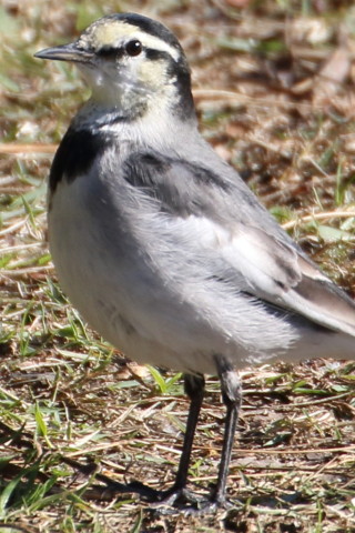 トリミング 2015/11月 TAMRONsp70-300+7D2 焦点距離300mm F8 ss1/500 ISO320