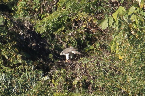 トリミング 2015/11月 TAMRONsp70-300+7D2 焦点距離300mm F8 ss1/1000 ISO1000