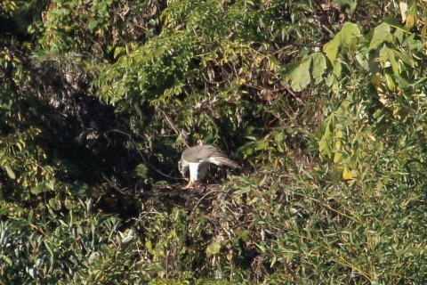 トリミング 2015/11月 TAMRONsp70-300+7D2 焦点距離300mm F8 ss1/1000 ISO800