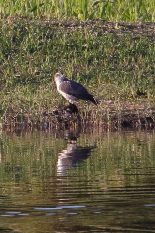 トリミング 2015/11月 TAMRONsp70-300+7D2 焦点距離300mm F8 ss1/800 ISO1250