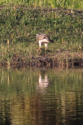 トリミング 2015/11月 TAMRONsp70-300+7D2 焦点距離300mm F8 ss1/800 ISO1000
