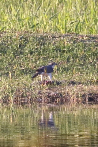 トリミング 2015/11月 TAMRONsp70-300+7D2 焦点距離300mm F8 ss1/800 ISO1600