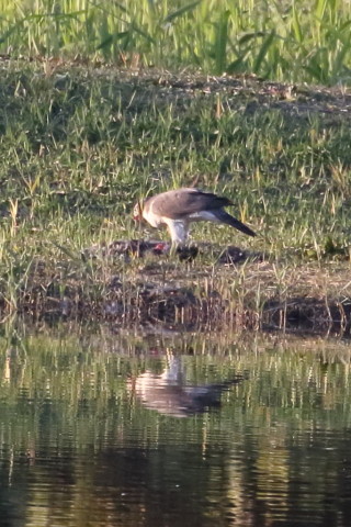 トリミング 2015/11月 TAMRONsp70-300+7D2 焦点距離300mm F8 ss1/800 ISO1600