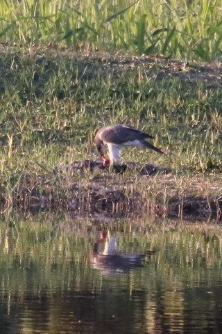 トリミング 2015/11月 TAMRONsp70-300+7D2 焦点距離300mm F8 ss1/800 ISO1600