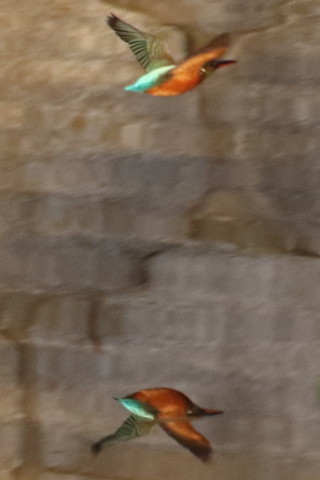 トリミング 2015/11月 TAMRONsp70-300+7D2 焦点距離300mm F8 ss1/800 ISO1600 Case1