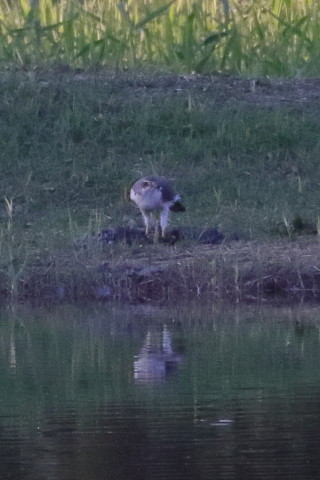 トリミング 2015/11月 TAMRONsp70-300+7D2 焦点距離300mm F8 ss1/1250 ISO1600
