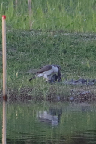 トリミング 2015/11月 TAMRONsp70-300+7D2 焦点距離300mm F8 ss1/1250 ISO1600