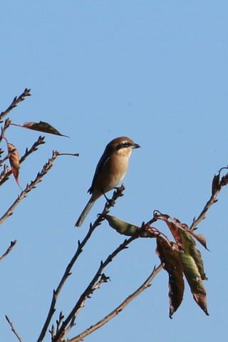トリミング 2015/12月 TAMRONsp70-300+7D2 焦点距離300mm F8 ss1/640 ISO200
