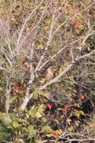 トリミング 2015/12月 TAMRONsp70-300+7D2 焦点距離300mm F8 ss1/2000 ISO1000