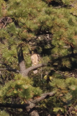 トリミング 2015/12月 TAMRONsp70-300+7D2 焦点距離300mm F8 ss1/1600 ISO640