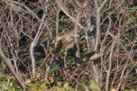 トリミング 2015/12月 TAMRONsp70-300+7D2 焦点距離300mm F8 ss1/1600 ISO800 Case2