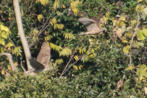 トリミング 2015/12月 TAMRONsp70-300+7D2 焦点距離300mm F8 ss1/1600 ISO1000 Case2