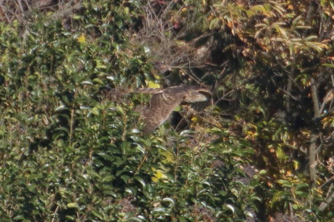 トリミング 2015/12月 TAMRONsp70-300+7D2 焦点距離300mm F8 ss1/1600 ISO800 Case2
