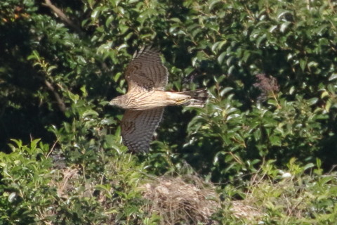 トリミング 2015/12月 TAMRONsp70-300+7D2 焦点距離300mm F8 ss1/2500 ISO1600 Case2