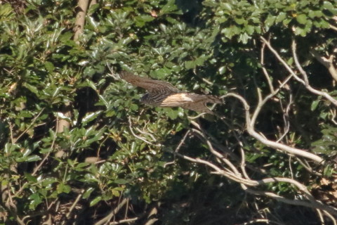 トリミング 2015/12月 TAMRONsp70-300+7D2 焦点距離300mm F8 ss1/2500 ISO1600 Case2