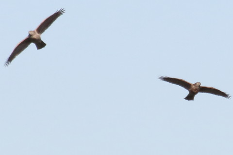 トリミング 2015/12月 TAMRONsp70-300+7D2 焦点距離300mm F8 ss1/2500 ISO800 Case2