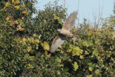 トリミング 2015/12月 TAMRONsp70-300+7D2 焦点距離300mm F8 ss1/2500 ISO1250 Case2