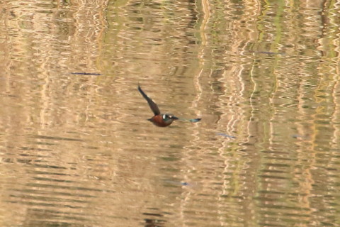 トリミング 2015/12月 TAMRONsp70-300+7D2 焦点距離300mm F8 ss1/2500 ISO800 Case2