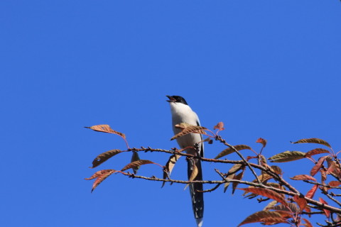 2015/12月 TAMRONsp70-300+7D2 焦点距離300mm F8 ss1/1250 ISO500