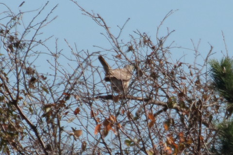 トリミング 2015/12月 TAMRONsp70-300+7D2 焦点距離300mm F8 ss1/1600 ISO500