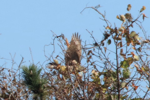トリミング 2015/12月 TAMRONsp70-300+7D2 焦点距離300mm F8 ss1/1600 ISO500 Case2