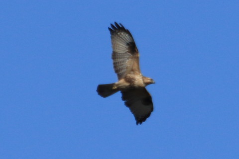 トリミング 2015/12月 TAMRONsp70-300+7D2 焦点距離300mm F8 ss1/2000 ISO400 Case2