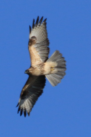 トリミング 2015/12月 TAMRONsp70-300+7D2 焦点距離300mm F8 ss1/2000 ISO400 Case2