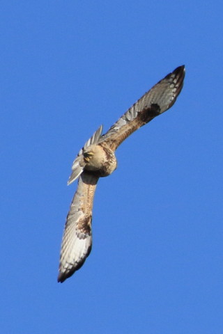 トリミング 2015/12月 TAMRONsp70-300+7D2 焦点距離300mm F8 ss1/2000 ISO400 Case2