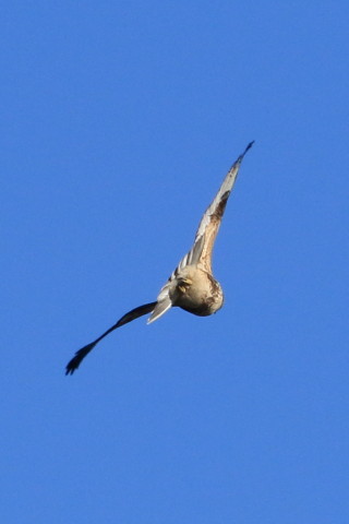 トリミング 2015/12月 TAMRONsp70-300+7D2 焦点距離300mm F8 ss1/2000 ISO400 Case2