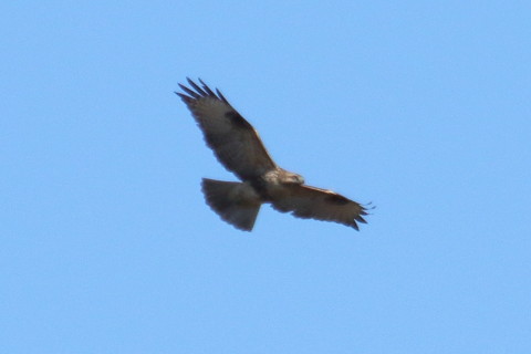 トリミング 2015/12月 TAMRONsp70-300+7D2 焦点距離300mm F8 ss1/2000 ISO400 Case2