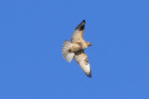 トリミング 2015/12月 TAMRONsp70-300+7D2 焦点距離300mm F8 ss1/2000 ISO400 Case2