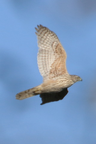 トリミング 2015/12月 TAMRONsp70-300+7D2 焦点距離300mm F8 ss1/1000 ISO200 Case3