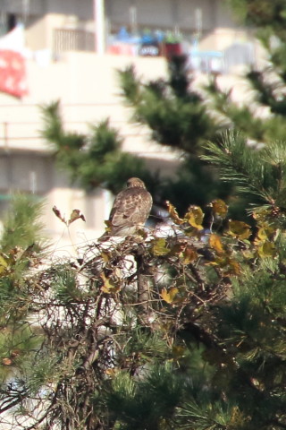 トリミング 2015/12月 TAMRONsp70-300+7D2 焦点距離300mm F8 ss1/1000 ISO500