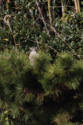 トリミング 2015/12月 TAMRONsp70-300+7D2 焦点距離300mm F8 ss1/1000 ISO640