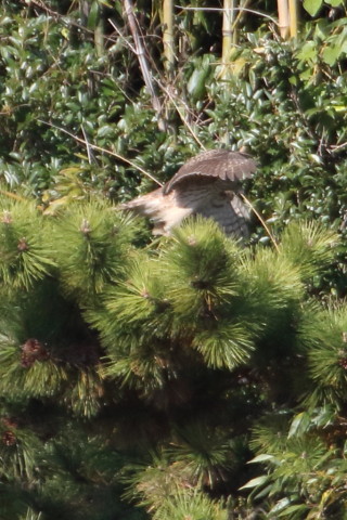 トリミング 2015/12月 TAMRONsp70-300+7D2 焦点距離300mm F8 ss1/1000 ISO640 Case3