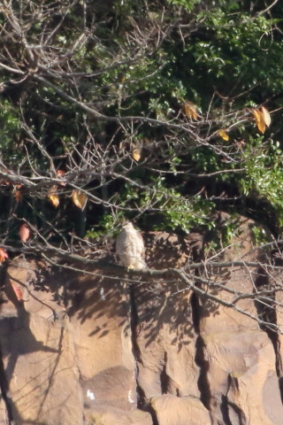トリミング 2015/12月 TAMRONsp70-300+7D2 焦点距離300mm F8 ss1/1000 ISO1000