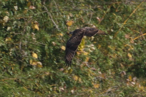 トリミング 2015/12月 TAMRONsp70-300+7D2 焦点距離300mm F8 ss1/500 ISO320 Case3