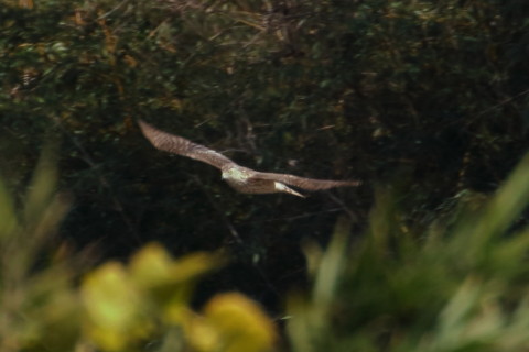 トリミング 2015/12月 TAMRONsp70-300+7D2 焦点距離300mm F8 ss1/500 ISO640 Case3