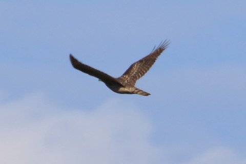 トリミング 2015/12月 TAMRONsp70-300+7D2 焦点距離300mm F8 ss1/500 ISO100 Case3